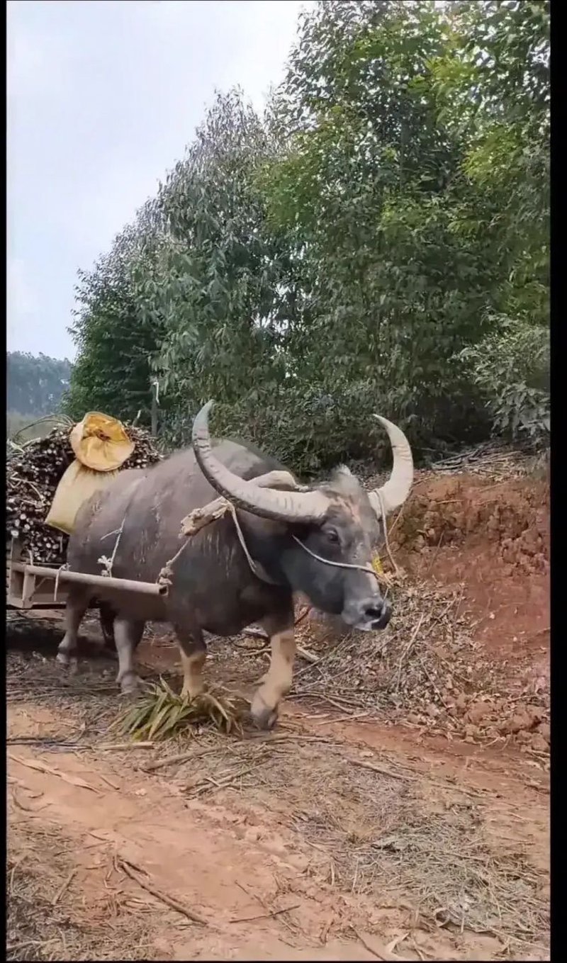 水牛搬家：乡村生活中的独特风景